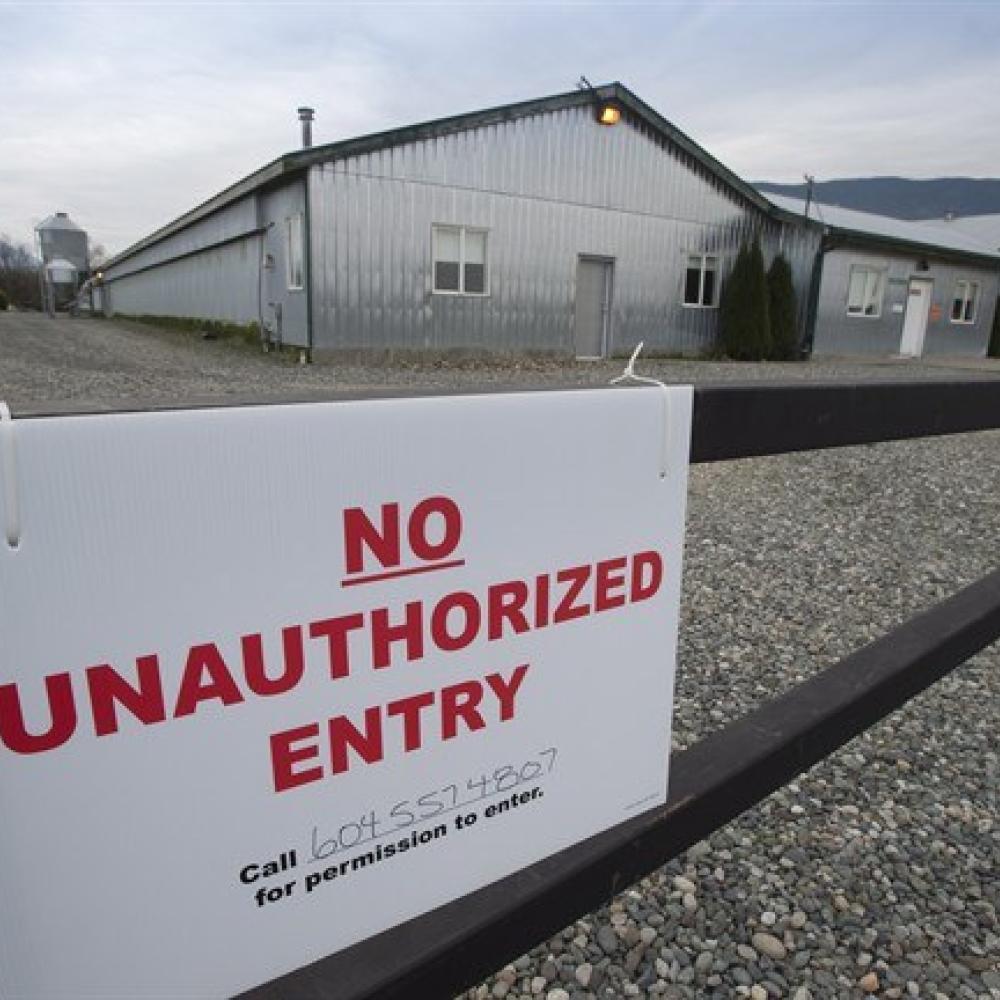 18 poultry farms in B.C. dealing with avian flu outbreaks