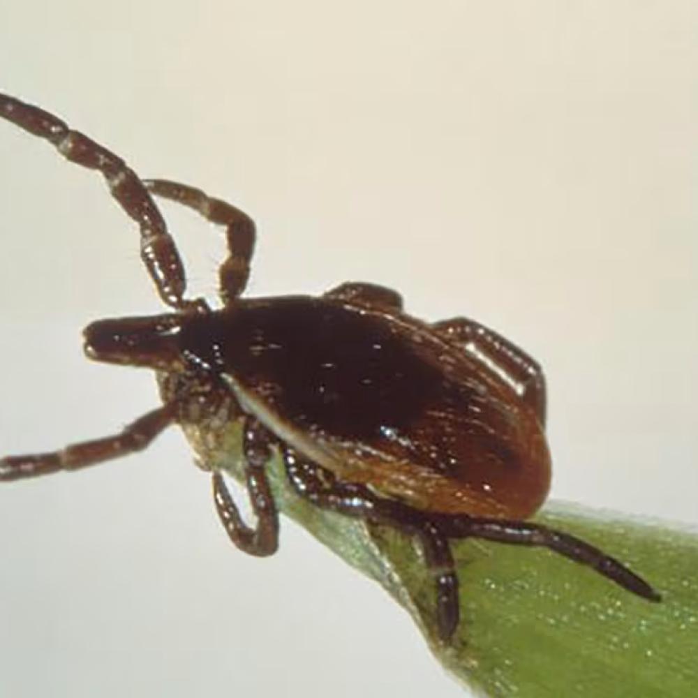 Like it or not, the ticks are advancing and Canadians will have to adapt