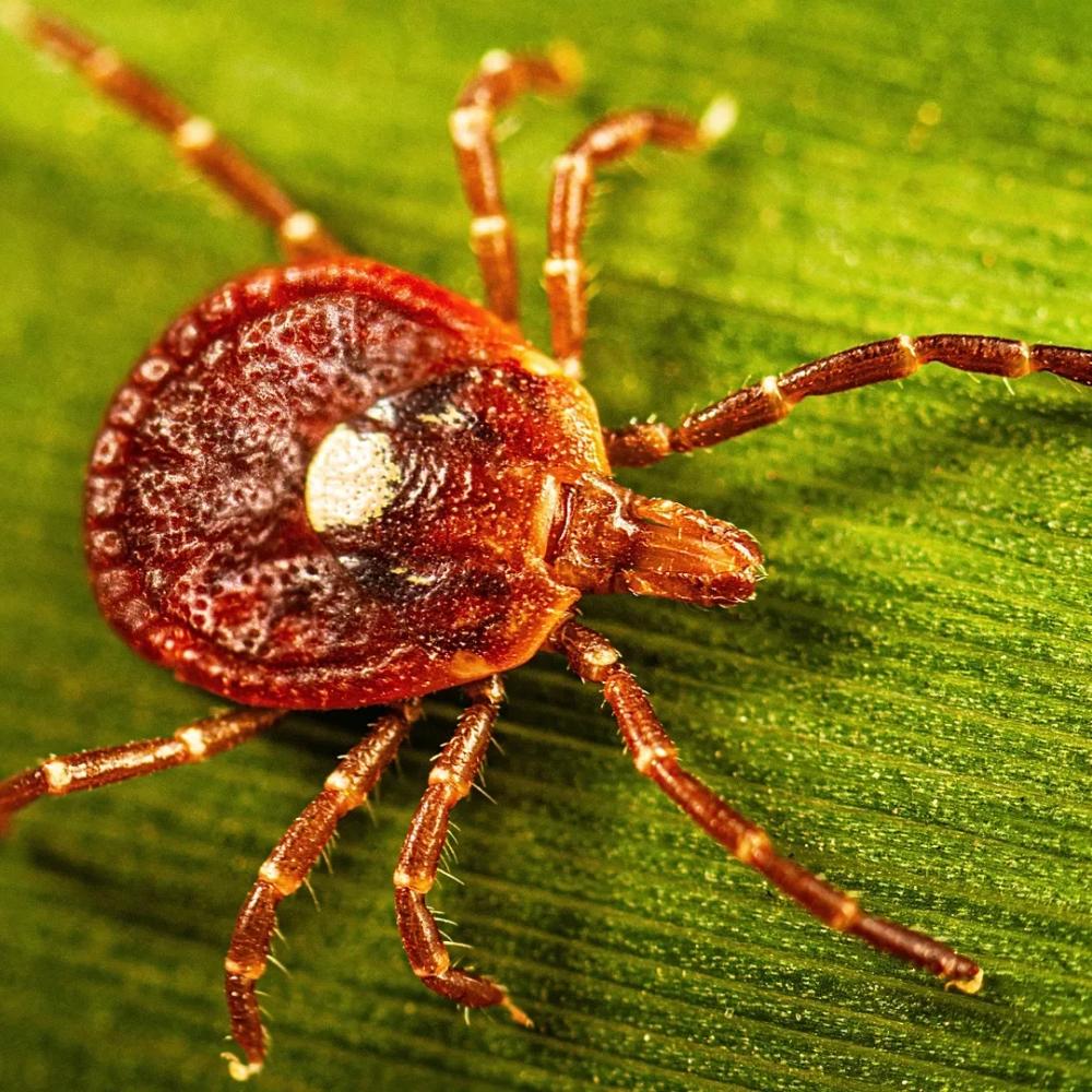 What to know about alpha-gal syndrome, the life-threatening meat allergy caused by tick bites