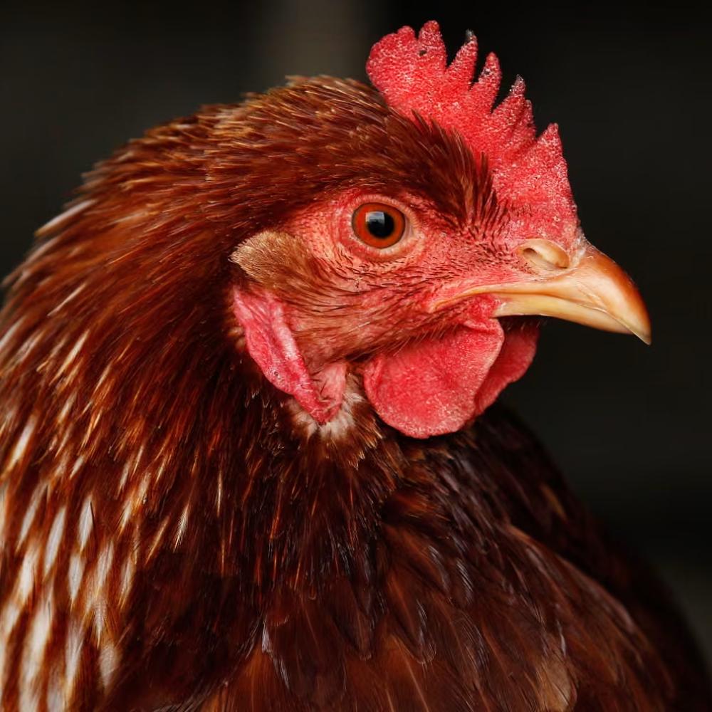 Can I get sick from bird flu? What are the symptoms, and are chicken and eggs safe to eat?
