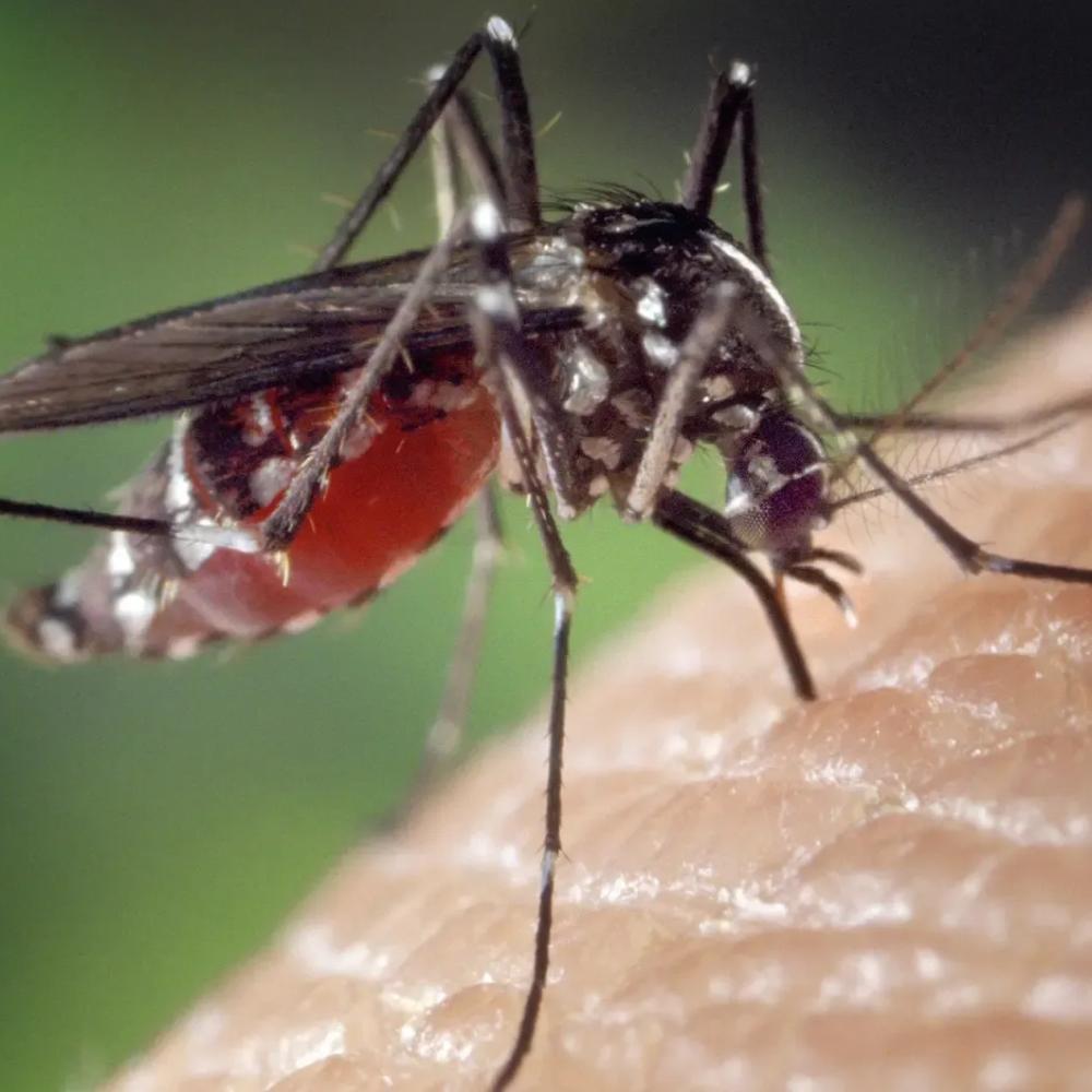 Toronto detects its first West Nile-positive mosquitoes of 2026. Here’s what you need to know