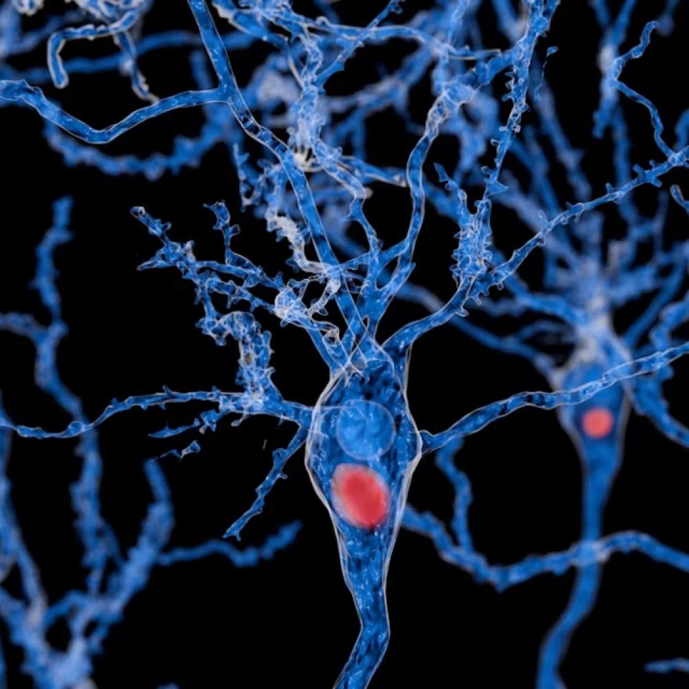 Foldable synthetic molecules could infiltrate and bust apart the toxic protein clumps causing Parkinson’s