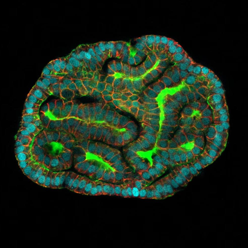 A mouse can’t tell us what works’: UK scientists to grow miniature human organs for drug testing