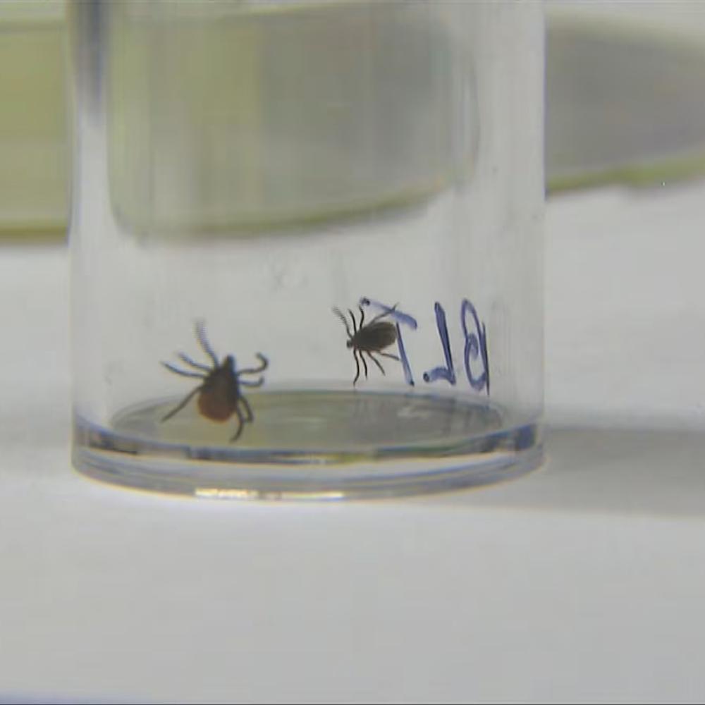 EU to study potential vaccine for Lyme disease