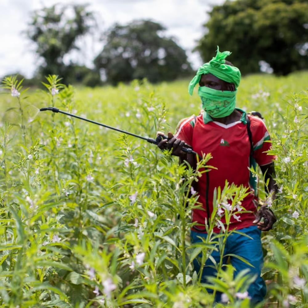 Almost half of world’s farmers poisoned by pesticides every year, experts find