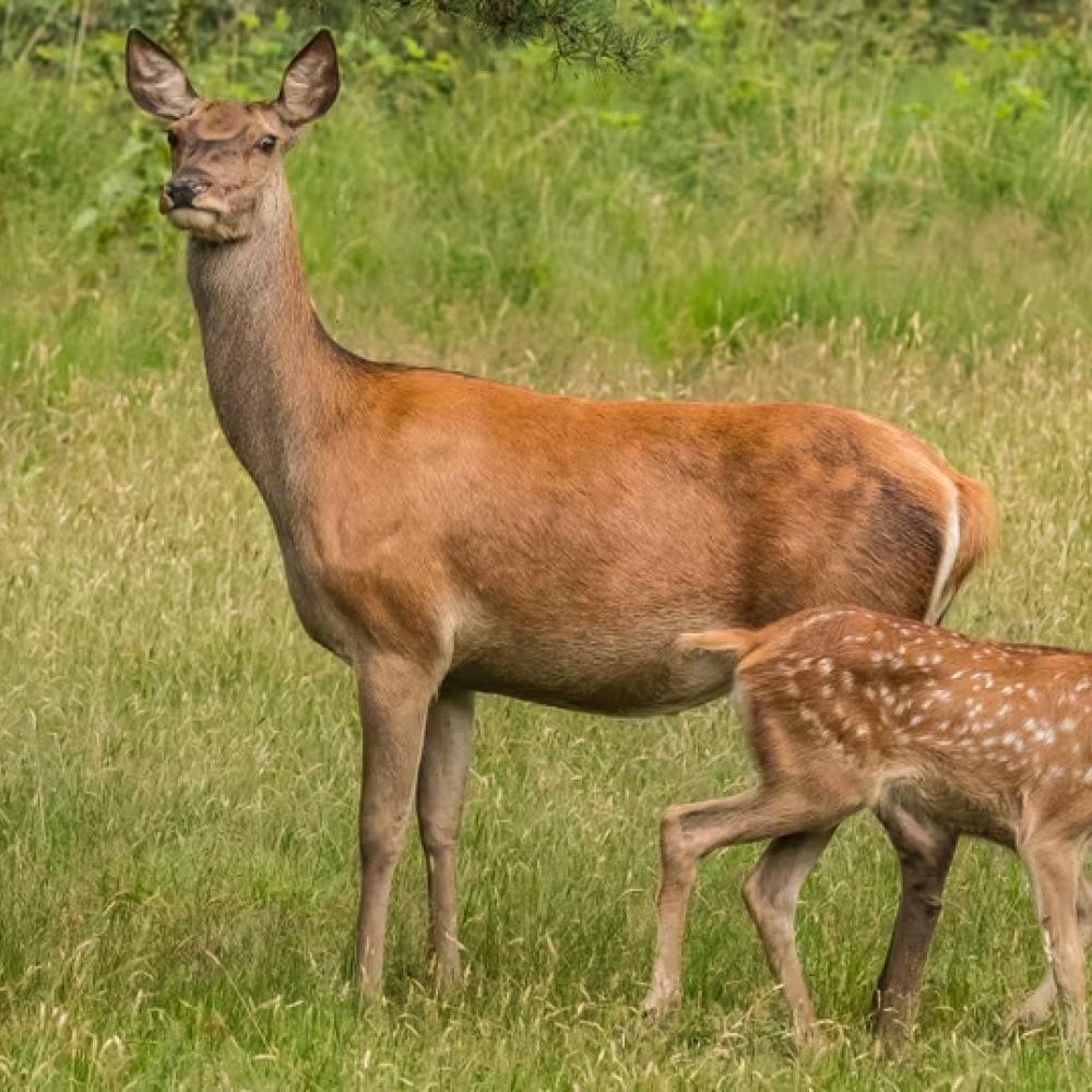 Hunters take issue with Saskatchewan’s plan to end chronic wasting disease testing