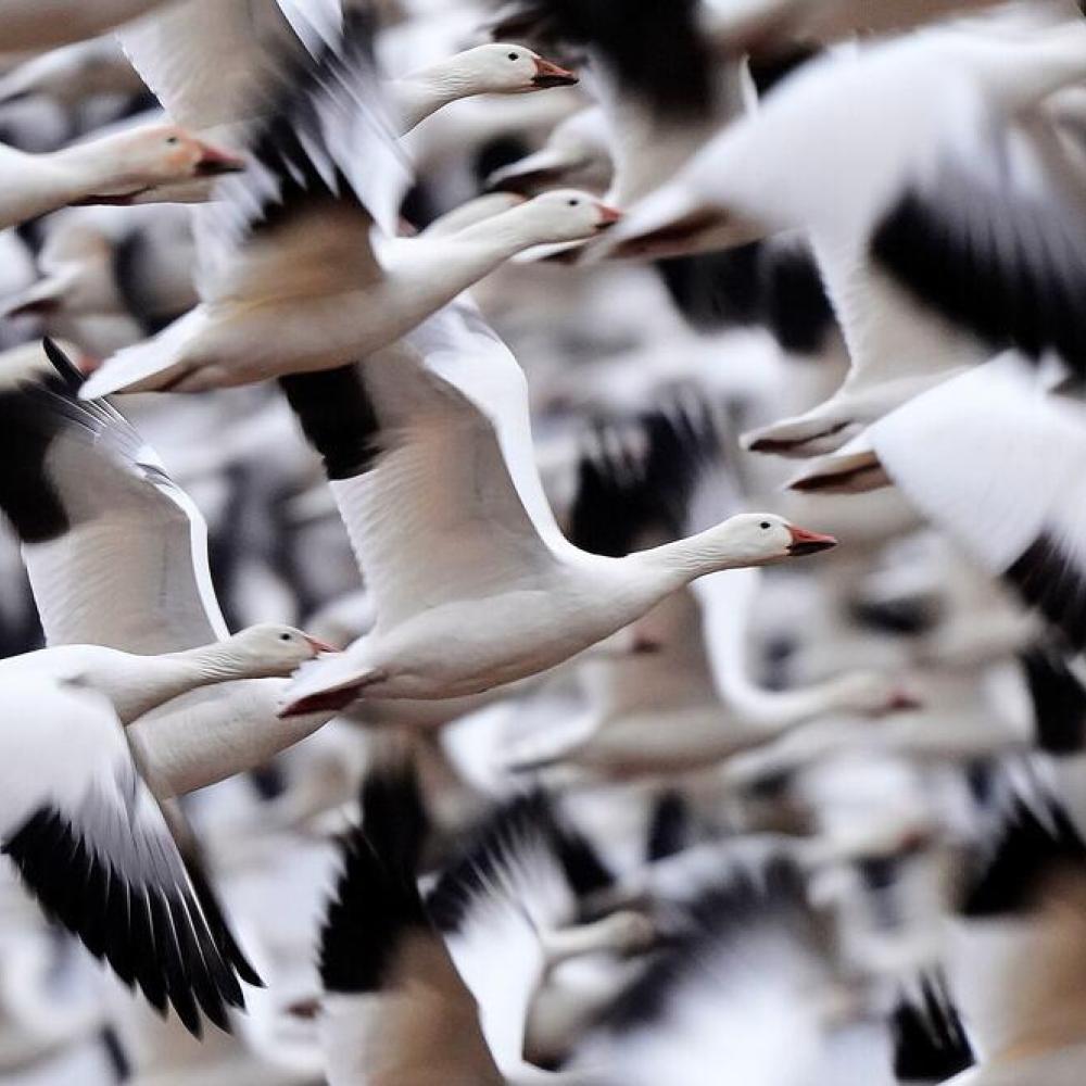 Alberta poultry farmers brace for spring migration after last year's surge in avian flu cases