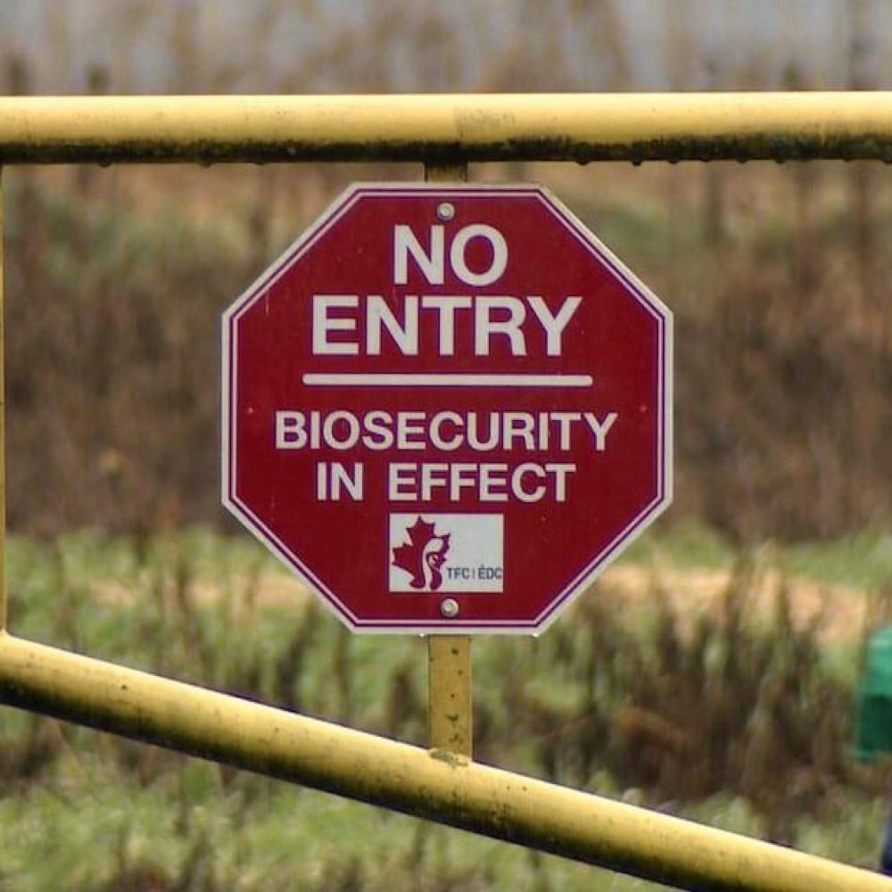 Avian flu strikes farms in B.C.'s Fraser Valley, with 7 outbreaks this month
