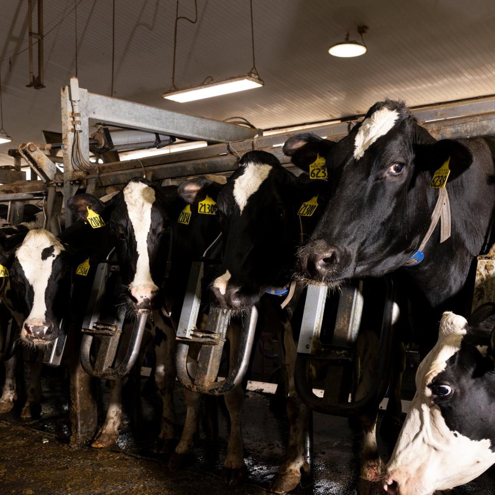 Bird Flu Viruses Raise Mounting Concerns Among Scientists