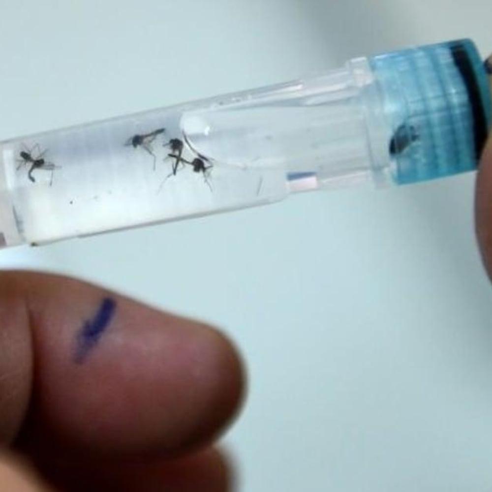 Brazil authorizes world's first single-dose dengue vaccine