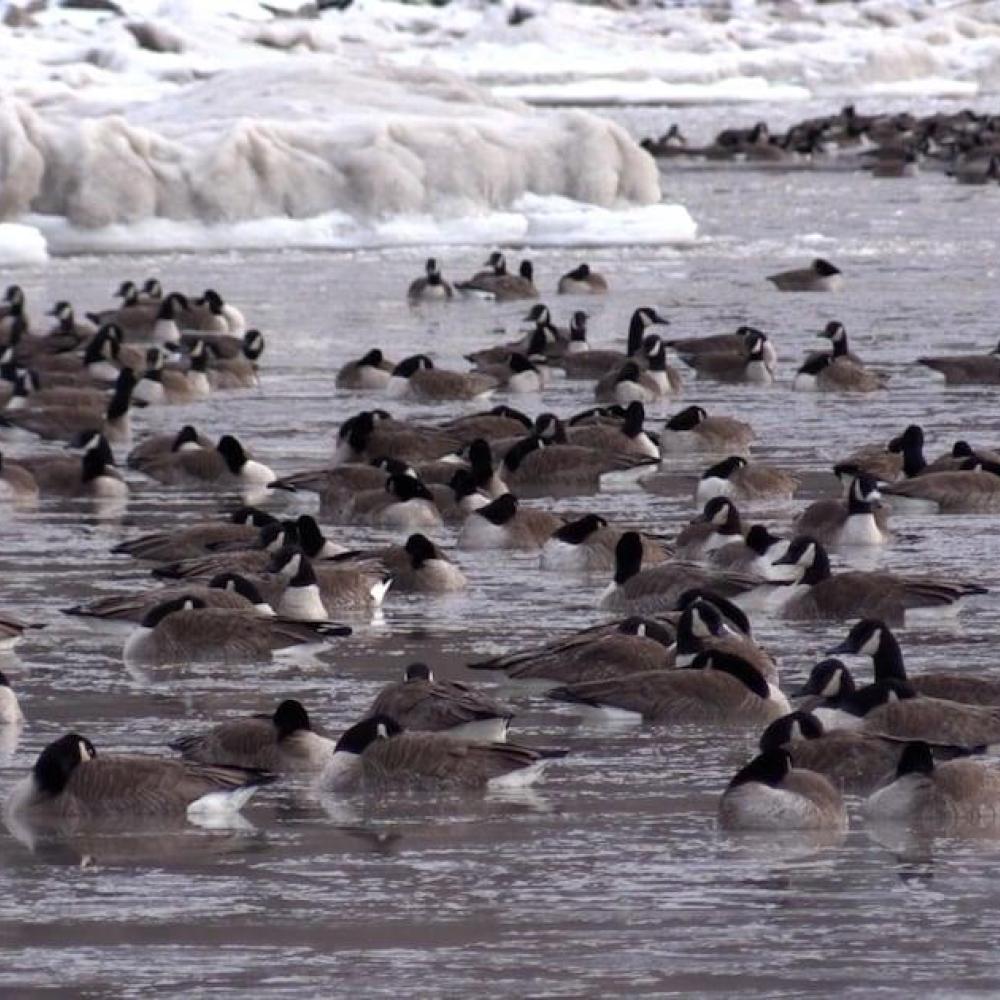 Central Elgin responding to reports of sick and deceased birds in Port Stanley, Ont.