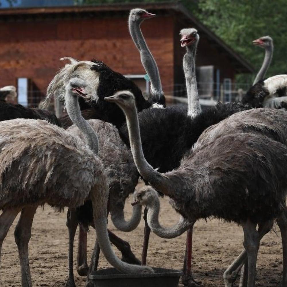 CFIA confirms death of ostrich with 'pre-existing condition' at B.C. farm