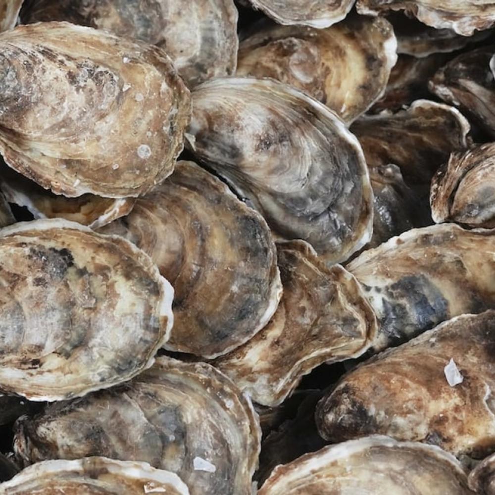 Climate change bringing oyster bacteria to Atlantic Canada