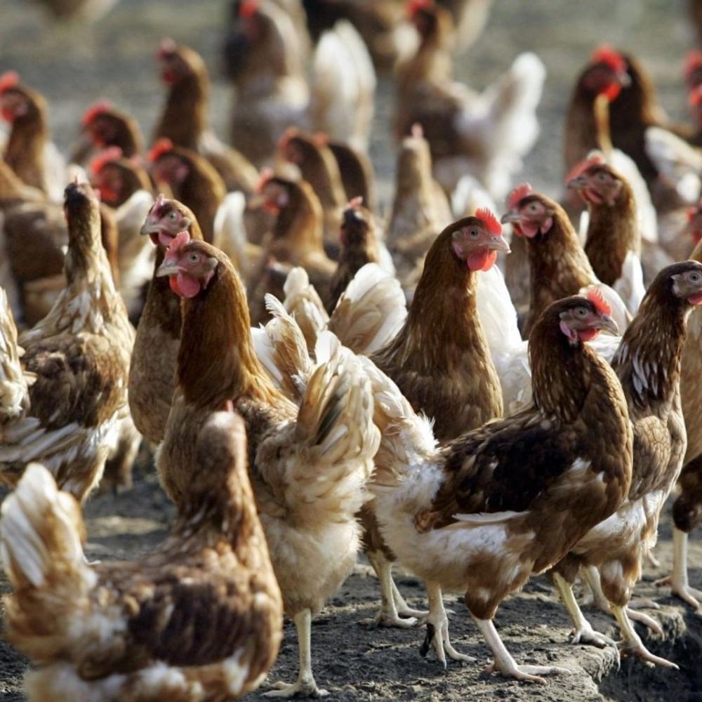 Europe sees decline in bird flu case detections