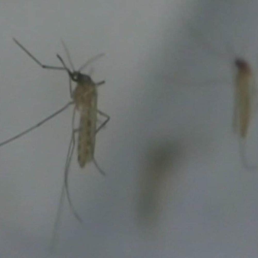 First human case of West Nile virus reported in Hamilton