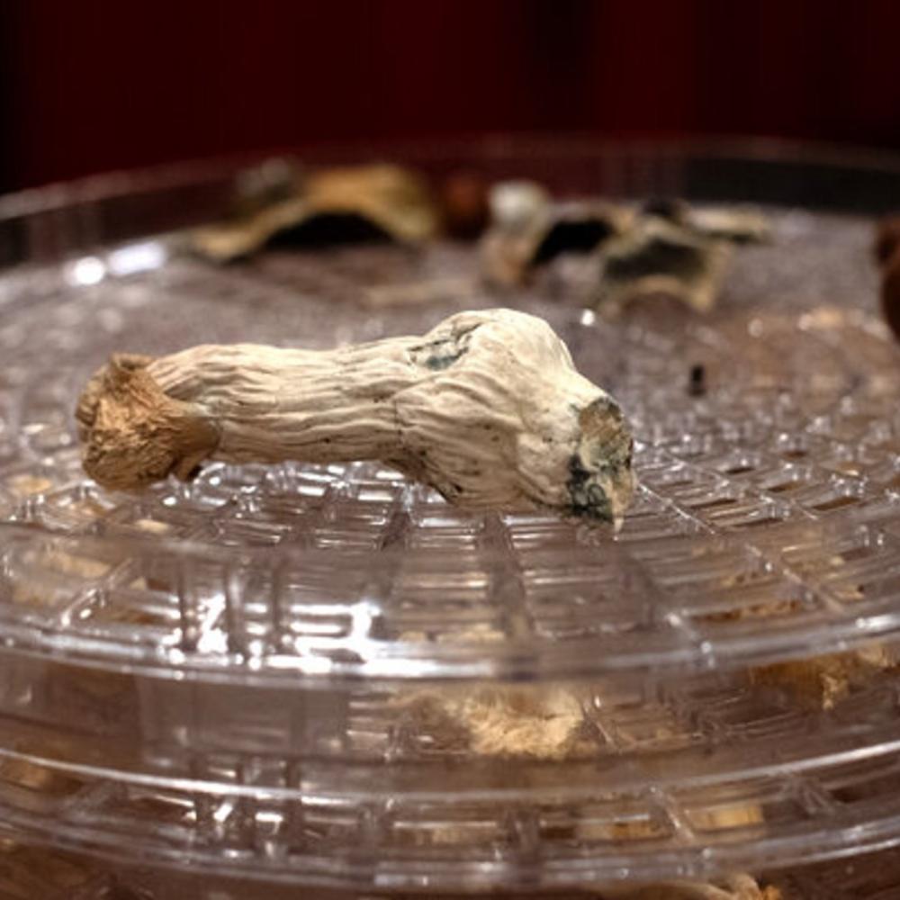 How Psychedelics Affect the Brain