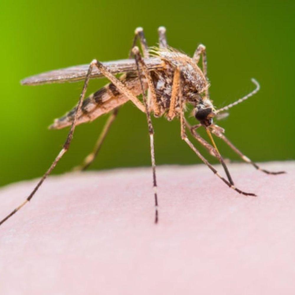 Mosquito hunters preparing to scrutinize B.C. bugs for viruses