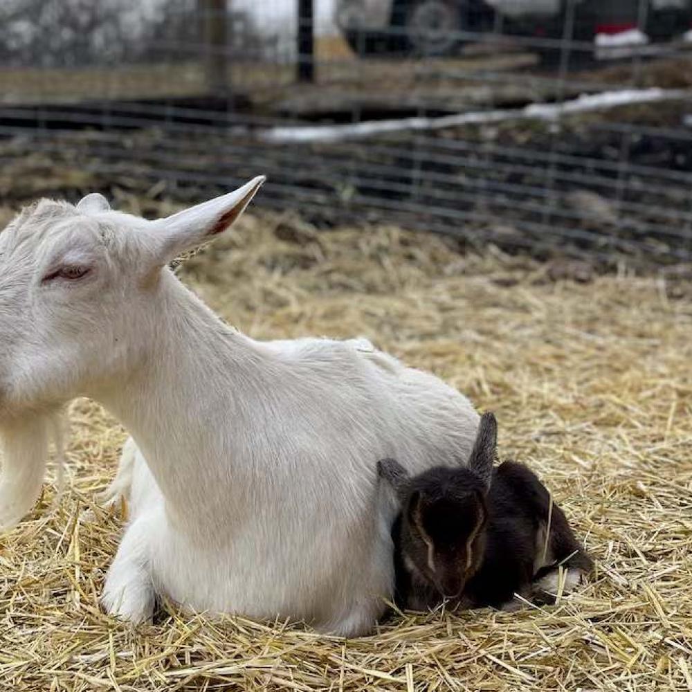 Outbreak of highly contagious parasite shuts down Calgary petting farm, health officials say