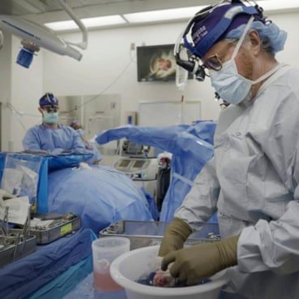 Pig organ transplants could one day be superior to human ones, says expert