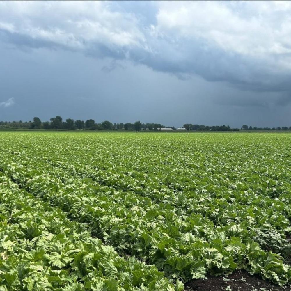 Quebec lettuce growers operating at a loss amid U.S. cyclosporiasis outbreak