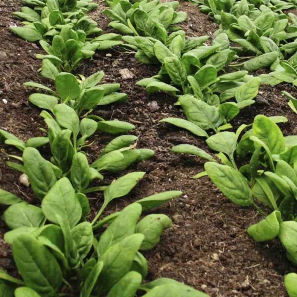 Live longer and eat greener: Study links lung health to leafy greens