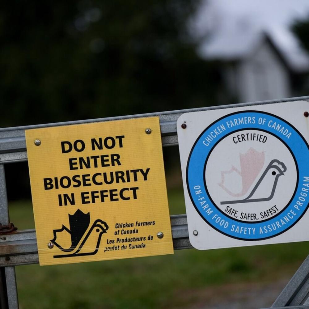 Study challenges original theory about Canada's first human case of bird flu