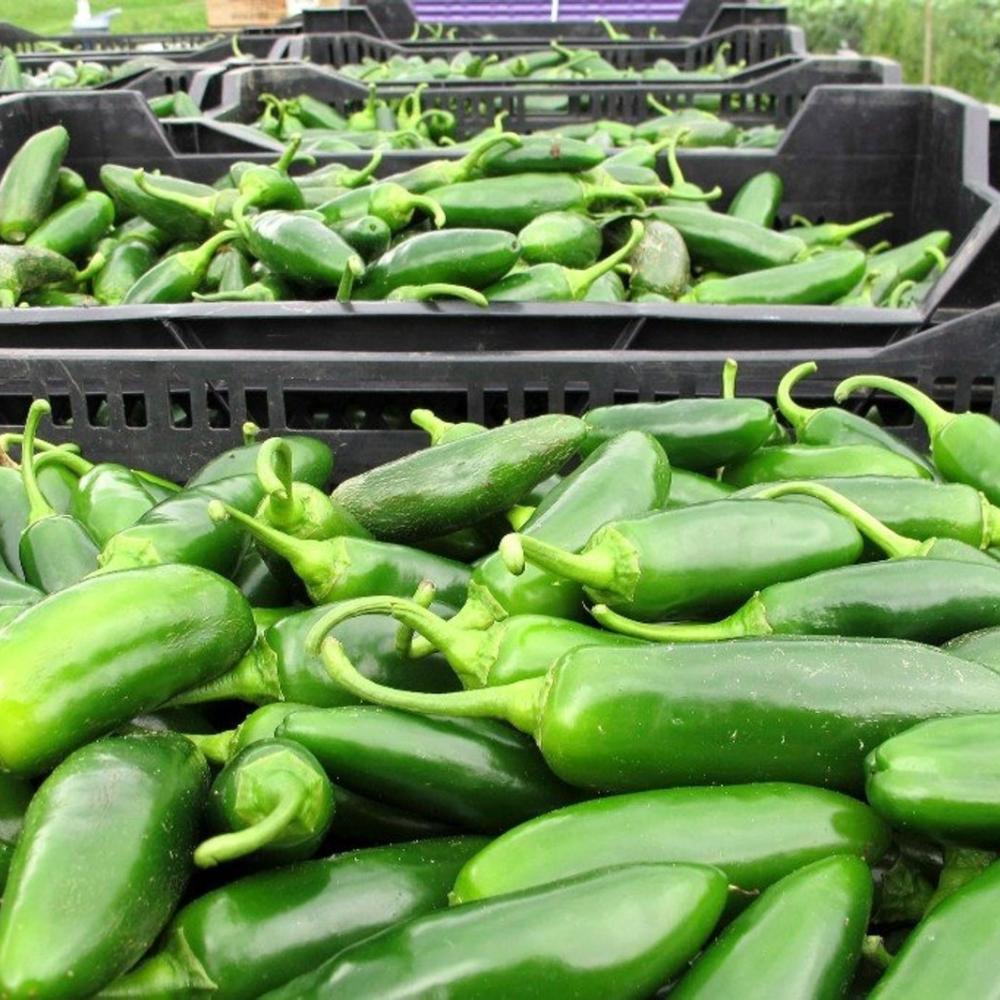 Taylor Farms recalls jalapeno products amid salmonella outbreak
