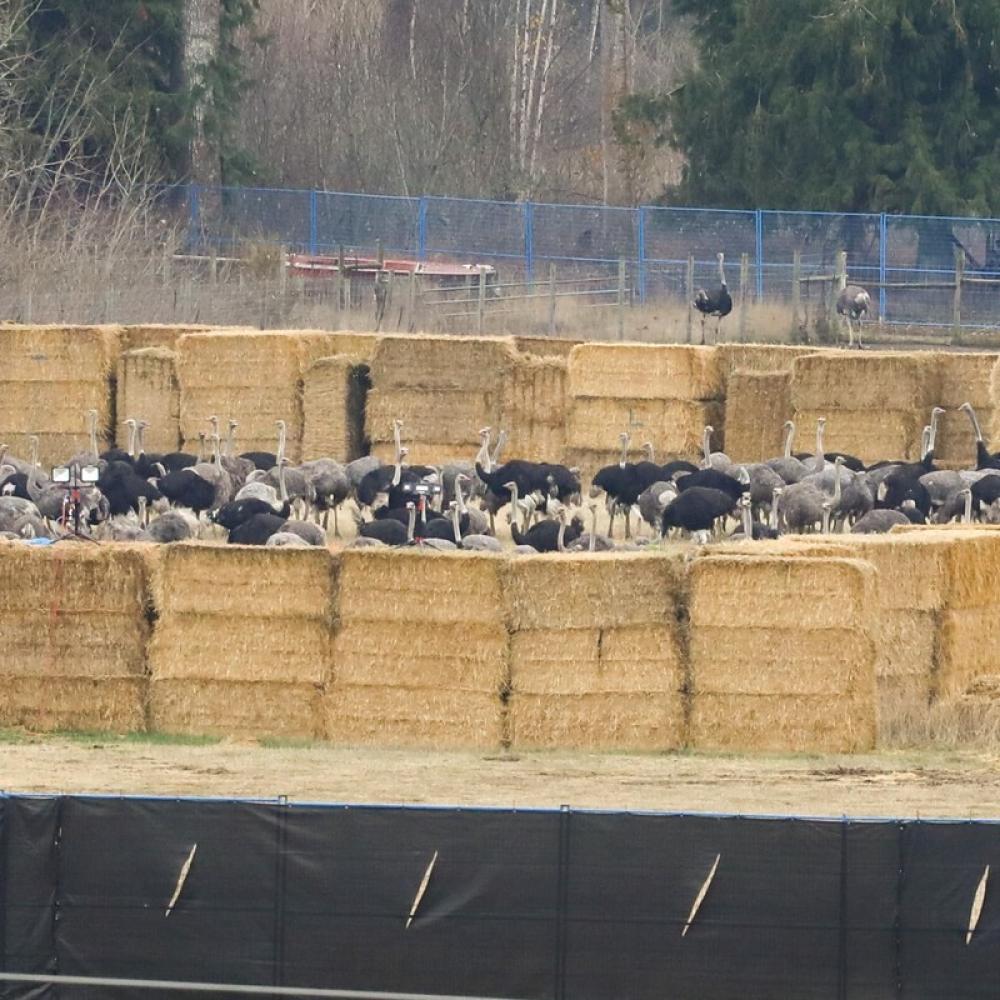 The ostrich saga was for the birds