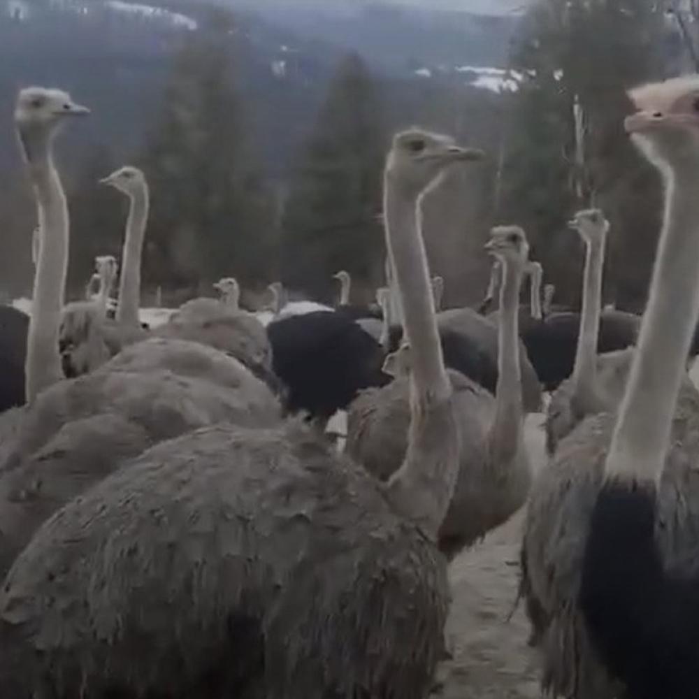 Tribunal upholds $10,000 fine against B.C. ostrich farm at centre of avian flu outbreak