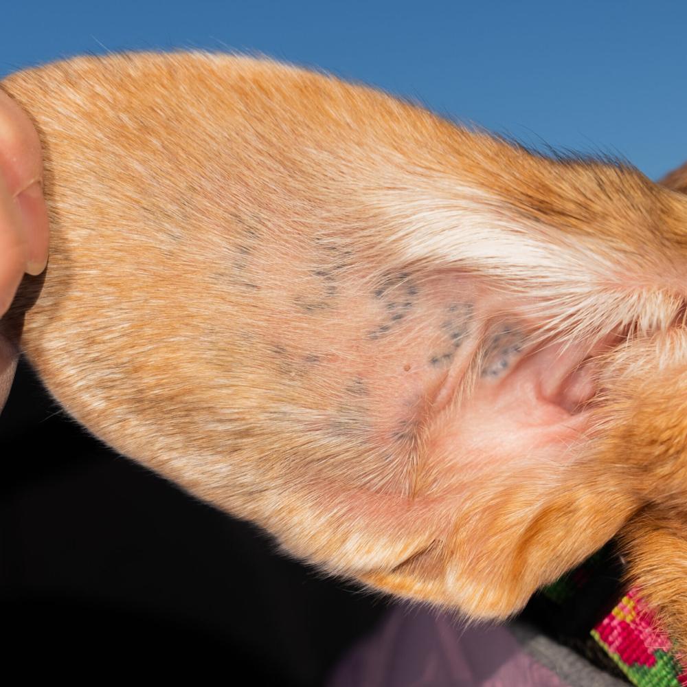 Two major Ontario hospital labs bought research dogs from U.S. breeder with troubled past