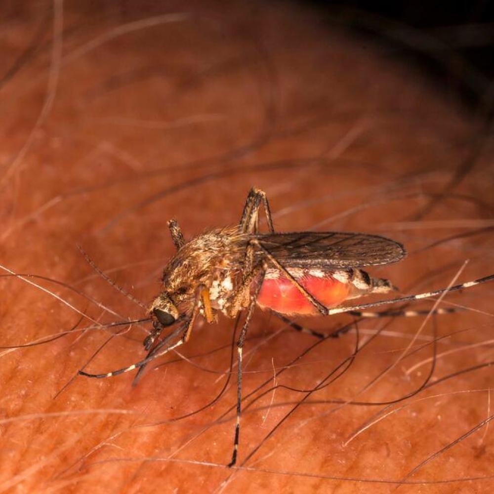 Virus detected in invasive mosquitoes found in B.C.'s Sea-to-Sky region