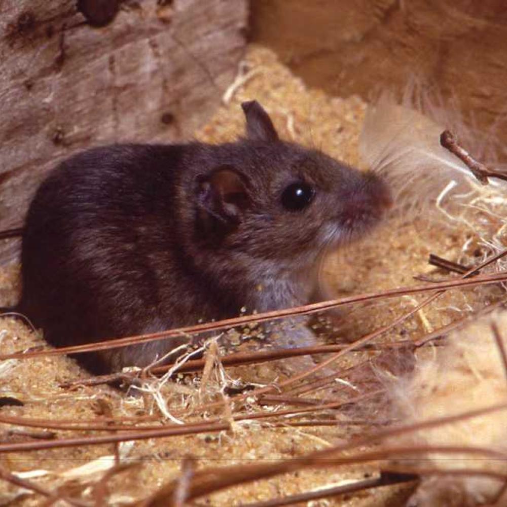 What is hantavirus? Everything you need to know
