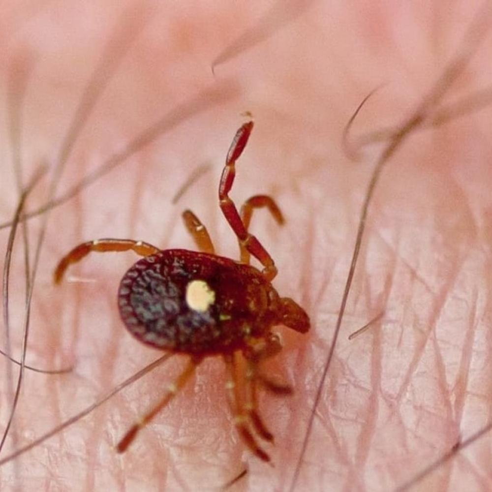 'You have to be careful': Experts warn tick season has started early in Canada