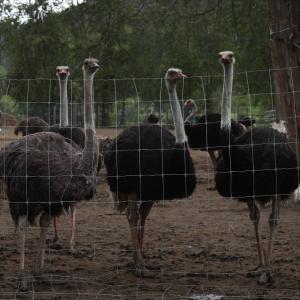 RFK Jr. asks Canadian regulator to reconsider ostrich cull at B.C. farm