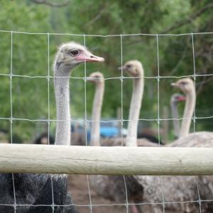 Union president raises safety concerns for its CFIA members tasked with B.C. ostrich cull