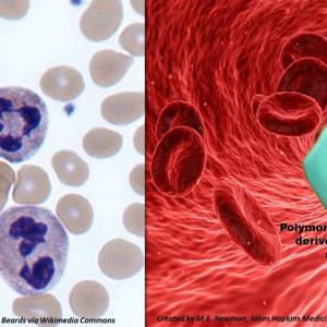 SARS-CoV-2 'reprograms' immune cells into immune system suppressors, study shows