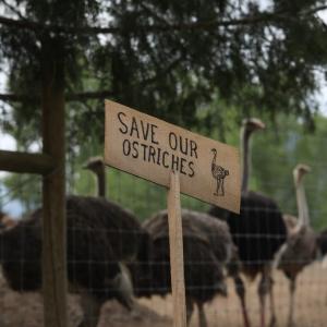 B.C. ostrich farm declines help from Dr. Oz to save birds from planned cull