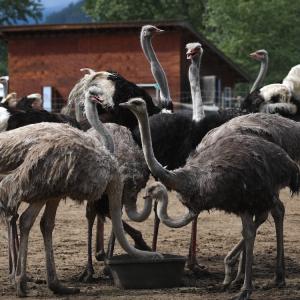 The Scientific and Ethical Case for Sparing the Ostriches
