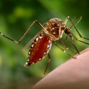 Research highlights high risk of multi-organ complications, death after dengue infection