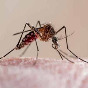 Yellow fever has broken out of Brazil. The U.S. isn't ready.