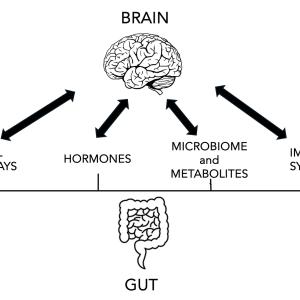 The Gut-Brain Axis Takes Center Stage