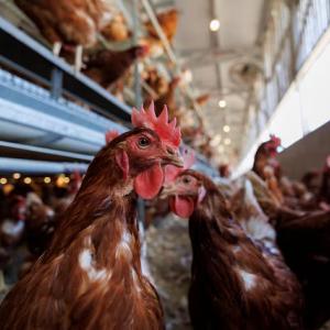 USDA develops potential plan to vaccinate poultry for bird flu
