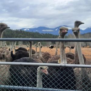 Court grants pause of potential ostrich cull at B.C. farm, pending review
