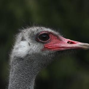 Judge refuses to allow more avian flu tests on ostriches at B.C. farm