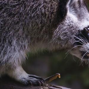 Raccoon rabies outbreak still growing, Quebec public health officials say