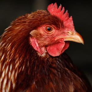 Can I get sick from bird flu? What are the symptoms, and are chicken and eggs safe to eat?
