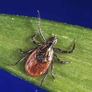 Tick reports are surging in Canada. These areas are most affected.