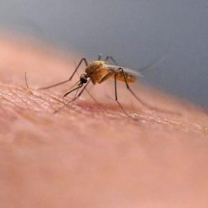 Scratching that bug bite might feel good at first but science explains why it’s a bad idea