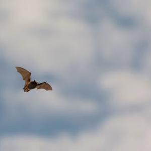 2 years ago a boy died of rabies from a bat. Doctors are reminding the public to be aware