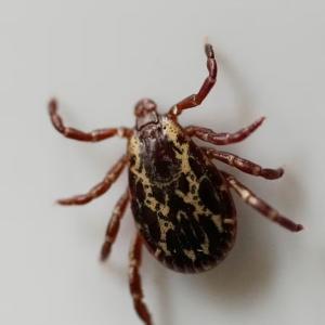 Lyme disease on the rise in Canada, but still likely underdiagnosed. Here’s how to protect yourself from ticks this summer.